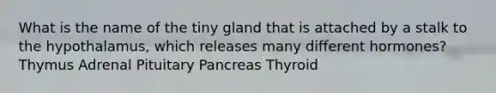 What is the name of the tiny gland that is attached by a stalk to the hypothalamus, which releases many different hormones? Thymus Adrenal Pituitary Pancreas Thyroid