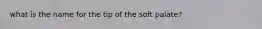 what is the name for the tip of the soft palate?