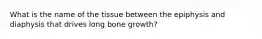 What is the name of the tissue between the epiphysis and diaphysis that drives long bone growth?