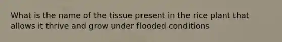 What is the name of the tissue present in the rice plant that allows it thrive and grow under flooded conditions