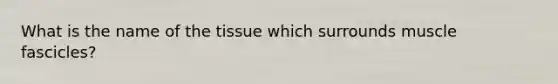 What is the name of the tissue which surrounds muscle fascicles?