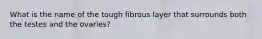 What is the name of the tough fibrous layer that surrounds both the testes and the ovaries?