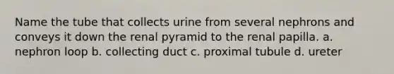 Name the tube that collects urine from several nephrons and conveys it down the renal pyramid to the renal papilla. a. nephron loop b. collecting duct c. proximal tubule d. ureter