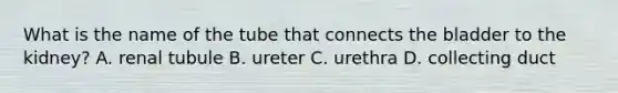 What is the name of the tube that connects the bladder to the kidney? A. renal tubule B. ureter C. urethra D. collecting duct