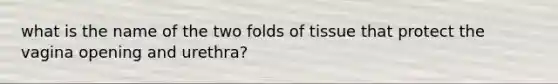 what is the name of the two folds of tissue that protect the vagina opening and urethra?