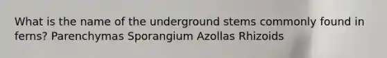 What is the name of the underground stems commonly found in ferns? Parenchymas Sporangium Azollas Rhizoids