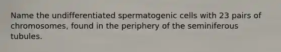 Name the undifferentiated spermatogenic cells with 23 pairs of chromosomes, found in the periphery of the seminiferous tubules.