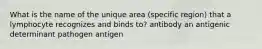 What is the name of the unique area (specific region) that a lymphocyte recognizes and binds to? antibody an antigenic determinant pathogen antigen