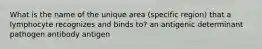 What is the name of the unique area (specific region) that a lymphocyte recognizes and binds to? an antigenic determinant pathogen antibody antigen