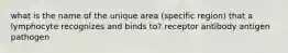 what is the name of the unique area (specific region) that a lymphocyte recognizes and binds to? receptor antibody antigen pathogen