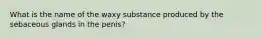 What is the name of the waxy substance produced by the sebaceous glands in the penis?