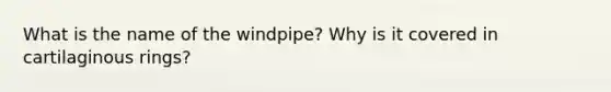 What is the name of the windpipe? Why is it covered in cartilaginous rings?