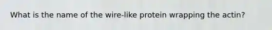 What is the name of the wire-like protein wrapping the actin?