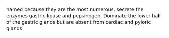 named because they are the most numerous, secrete the enzymes gastric lipase and pepsinogen. Dominate the lower half of the gastric glands but are absent from cardiac and pyloric glands