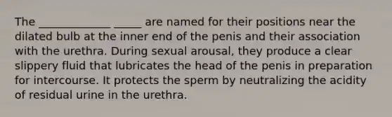 The _____________ _____ are named for their positions near the dilated bulb at the inner end of the penis and their association with the urethra. During sexual arousal, they produce a clear slippery fluid that lubricates the head of the penis in preparation for intercourse. It protects the sperm by neutralizing the acidity of residual urine in the urethra.