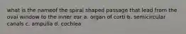 what is the nameof the spiral shaped passage that lead from the oval window to the inner ear a. organ of corti b. semicircular canals c. ampulla d. cochlea