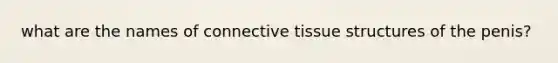 what are the names of connective tissue structures of the penis?