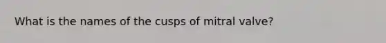 What is the names of the cusps of mitral valve?