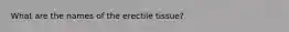 What are the names of the erectile tissue?