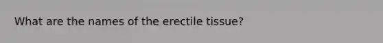 What are the names of the erectile tissue?