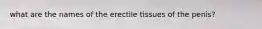 what are the names of the erectile tissues of the penis?