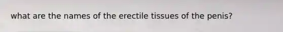 what are the names of the erectile tissues of the penis?