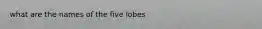 what are the names of the five lobes