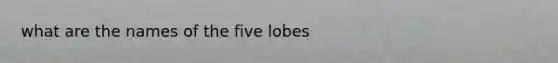 what are the names of the five lobes