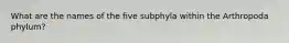 What are the names of the five subphyla within the Arthropoda phylum?