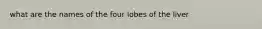 what are the names of the four lobes of the liver