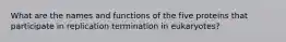 What are the names and functions of the five proteins that participate in replication termination in eukaryotes?