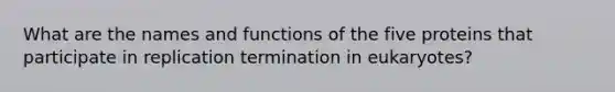 What are the names and functions of the five proteins that participate in replication termination in eukaryotes?