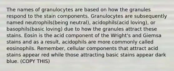 The names of granulocytes are based on how the granules respond to the stain components. Granulocytes are subsequently named neutrophils(being neutral), acidophils(acid loving), or basophils(basic loving) due to how the granules attract these stains. Eosin is the acid component of the Wright's and Giemsa stains and as a result, acidophils are more commonly called eosinophils. Remember, cellular components that attract acid stains appear red while those attracting basic stains appear dark blue. (COPY THIS)