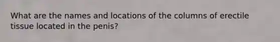 What are the names and locations of the columns of erectile tissue located in the penis?