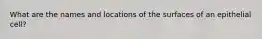 What are the names and locations of the surfaces of an epithelial cell?