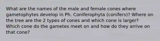 What are the names of the male and female cones where gametophytes develop in Ph. Coniferophyta (conifers)? Where on the tree are the 2 types of cones and which cone is larger? Which cone do the gametes meet on and how do they arrive on that cone?