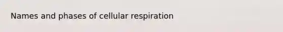 Names and phases of <a href='https://www.questionai.com/knowledge/k1IqNYBAJw-cellular-respiration' class='anchor-knowledge'>cellular respiration</a>