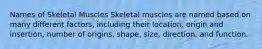 Names of Skeletal Muscles Skeletal muscles are named based on many different factors, including their location, origin and insertion, number of origins, shape, size, direction, and function.