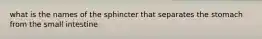 what is the names of the sphincter that separates the stomach from the small intestine