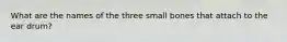 What are the names of the three small bones that attach to the ear drum?