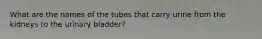 What are the names of the tubes that carry urine from the kidneys to the urinary bladder?