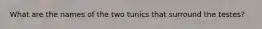 What are the names of the two tunics that surround the testes?