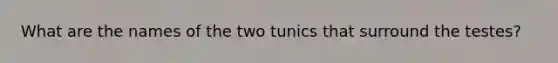 What are the names of the two tunics that surround the testes?