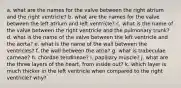 a. what are the names for the valve between the right atrium and the right ventricle? b. what are the names for the valve between the left atrium and left ventricle? c. what is the name of the valve between the right ventricle and the pulmonary trunk? d. what is the name of the valve between the left ventricle and the aorta? e. what is the name of the wall between the ventricles? f. the wall between the atria? g. what is trabeculae carneae? h. chordae tendineae? i. papillary muscle? j. what are the three layers of the heart, from inside out? k. which layer is much thicker in the left ventricle when compared to the right ventricle? why?