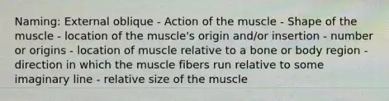 Naming: External oblique - Action of the muscle - Shape of the muscle - location of the muscle's origin and/or insertion - number or origins - location of muscle relative to a bone or body region - direction in which the muscle fibers run relative to some imaginary line - relative size of the muscle