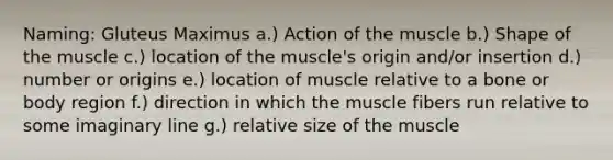 Naming: Gluteus Maximus a.) Action of the muscle b.) Shape of the muscle c.) location of the muscle's origin and/or insertion d.) number or origins e.) location of muscle relative to a bone or body region f.) direction in which the muscle fibers run relative to some imaginary line g.) relative size of the muscle