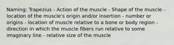 Naming: Trapezius - Action of the muscle - Shape of the muscle - location of the muscle's origin and/or insertion - number or origins - location of muscle relative to a bone or body region - direction in which the muscle fibers run relative to some imaginary line - relative size of the muscle