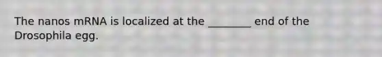 The nanos mRNA is localized at the ________ end of the Drosophila egg.