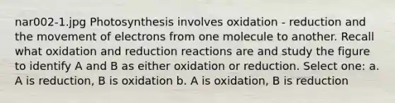 nar002-1.jpg Photosynthesis involves oxidation - reduction and the movement of electrons from one molecule to another. Recall what oxidation and reduction reactions are and study the figure to identify A and B as either oxidation or reduction. Select one: a. A is reduction, B is oxidation b. A is oxidation, B is reduction