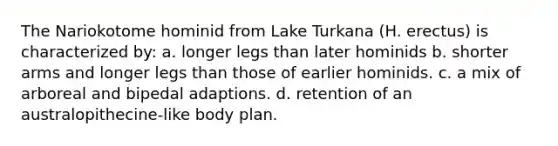 The Nariokotome hominid from Lake Turkana (H. erectus) is characterized by: a. longer legs than later hominids b. shorter arms and longer legs than those of earlier hominids. c. a mix of arboreal and bipedal adaptions. d. retention of an australopithecine-like body plan.